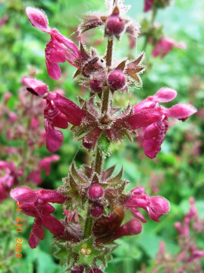 Stachys sylvatica